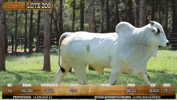 Lote LOTE 209