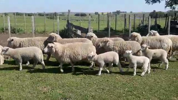 Lote 24 Piezas de cría TEXEL 60kg - , San José