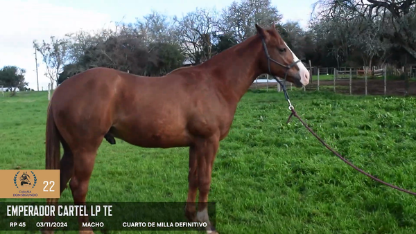 Lote Emperador Cartel LP