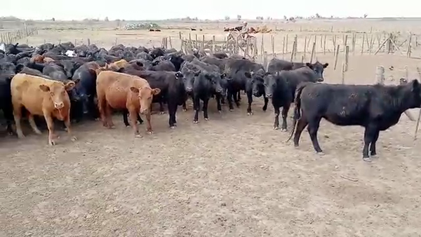 Lote 135 Vaquillonas P/ entorar en San Pedro, Buenos Aires