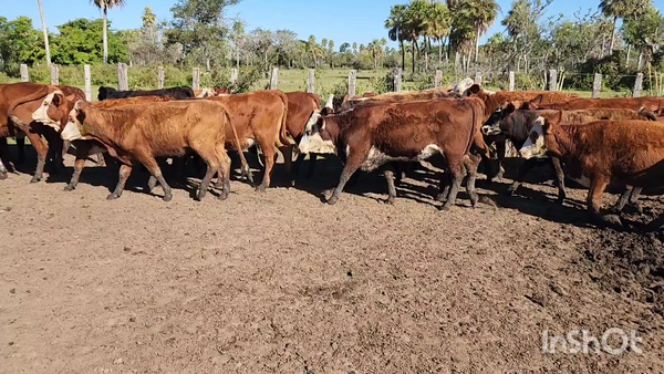 Lote 80 Vaquillonas en Concepción, Corrientes