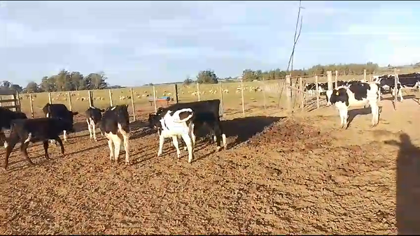 Lote 15 Terneros Holando en Carreton