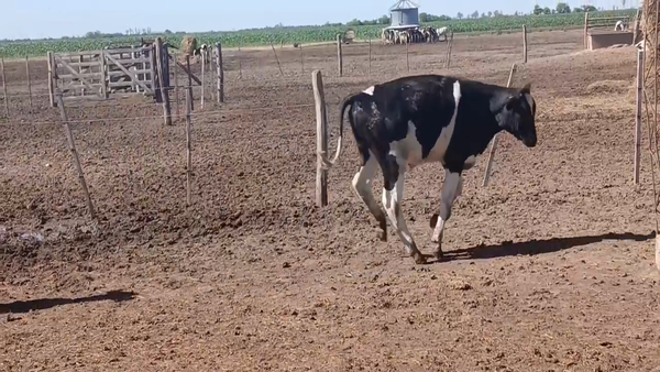 Lote 32 Terneros Holando Argentino en Sunchales, Santa Fe