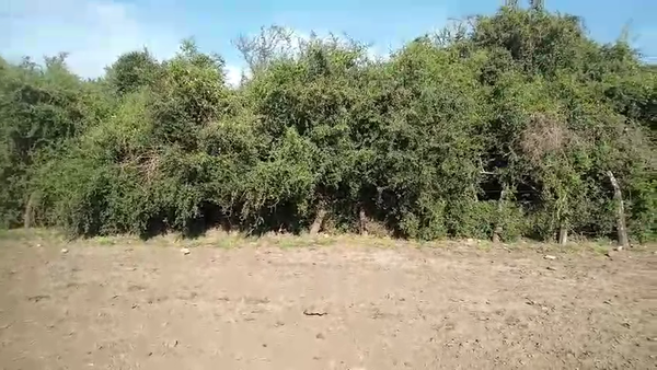 Lote 8 Vaquillonas de invernada