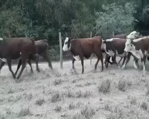 Lote 95 Vaquillonas en Las Lomitas, Formosa