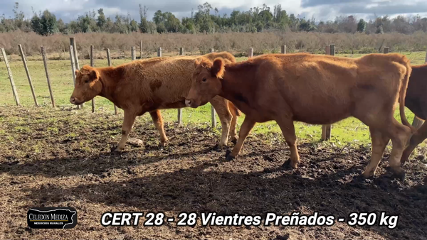 Lote 28 Vacas preñadas en Canelón Chico, Canelones