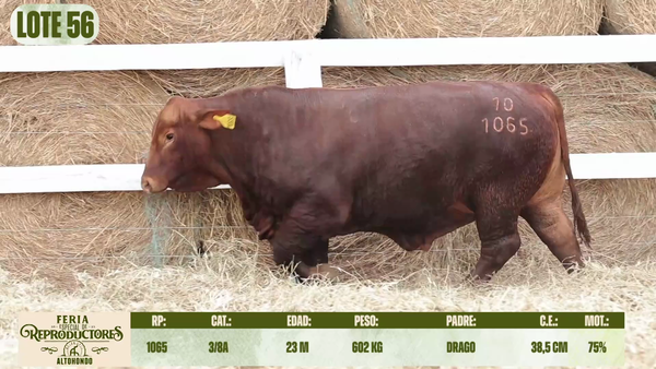 Lote LOTE 56