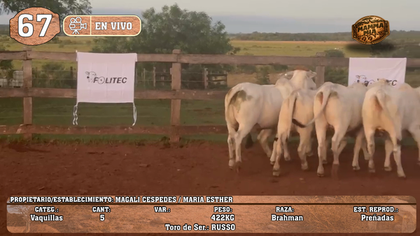 Lote LOTE 67 -EN VIVO