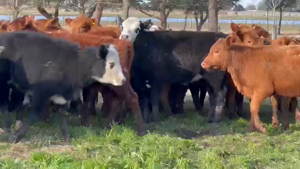 Lote 70 Terneras en Dolores, Buenos Aires