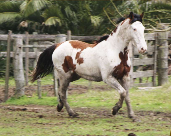 Lote Pica Flor del Conventos