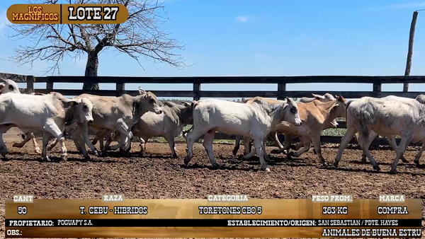 Lote LOTE 27