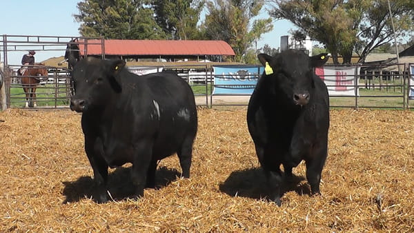 Lote TOROS ANGUS PP