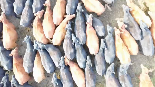 Lote 276 Vaquillonas C/ gtia de preñez