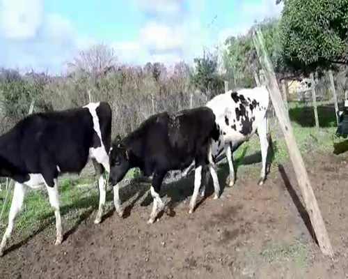 Lote (Vendido)40 Terneros HO 196kg -  en MANANTIALES