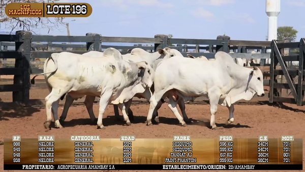 Lote LOTE 196 - POR PANTALLA