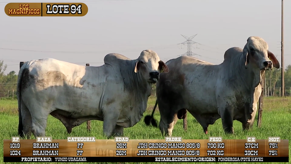 Lote LOTE 94