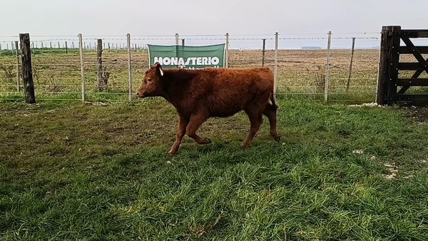 Lote 110 Terneros/as en Buenos Aires, San Cayetano