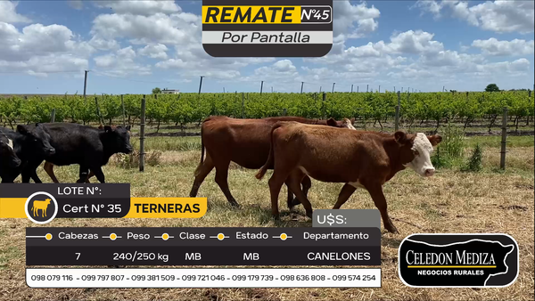 Lote 7 Terneras en Parador Tajes, Canelones