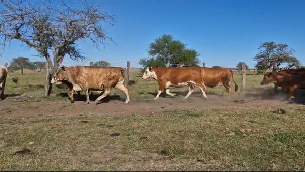 Lote 20 Vaca Consumo