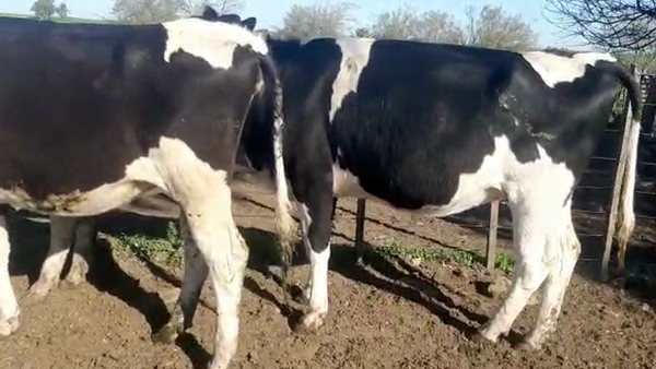 Lote 3 Vaquillonas 1 a 2 años HOLANDO 450kg - , San José
