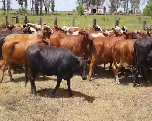 Lote 45 Vacas nuevas en San Justo, Santa Fe