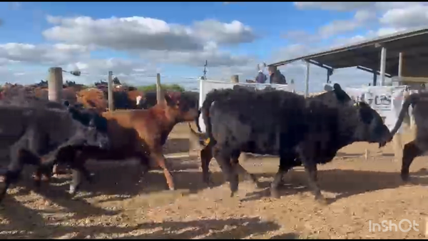 Lote 120 Terneras