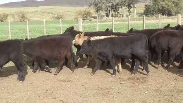 Lote 126 TERN. MACHOS Y HEMBRAS, CNEL. SUAREZ, BS. AS.