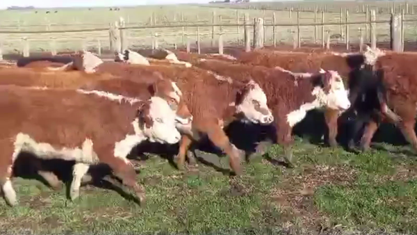 Lote 80 TERN. HEMBRAS, CNEL. SUAREZ, BS. AS.