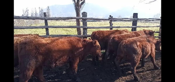 Lote 51 Ternero en Curicó, VII  Región Maule