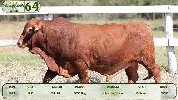 Lote LOTE 64