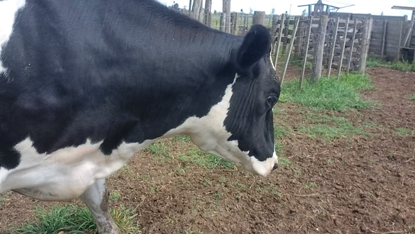 Lote 5 Vaquillonas Holando preñadas en Esustolia, Santa Fe
