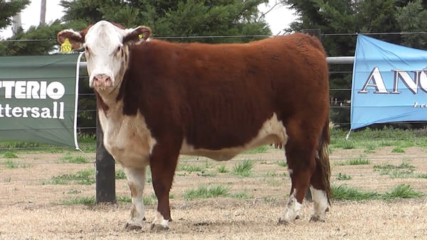 Lote VAQ.  P. HEREFORD PREÑADAS PARICION PRIMAVERA