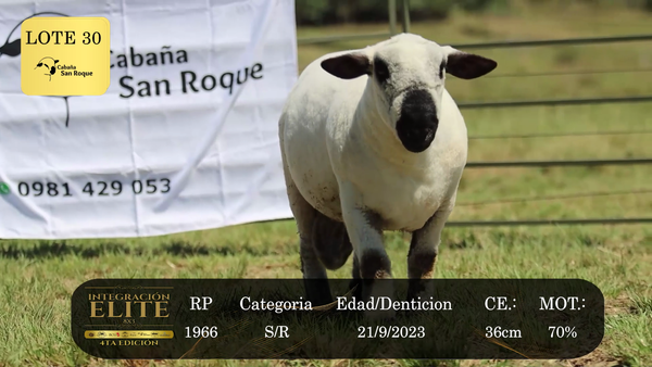 Lote LOTE 30