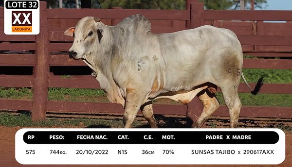 Lote LOTE 32