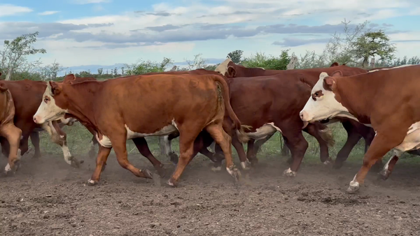 Lote 25 Vaca Exportacion