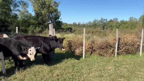 Lote TERNEROS Y TERNERAS