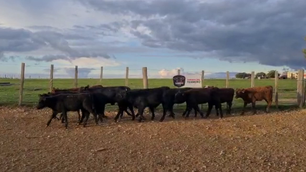 Lote 18 Terneras Carnicera 111kg -  en Parada fariña