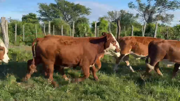 Lote 35 Terneros/as