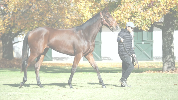 Lote SANTA LLUVIA  (CITYSCAPE - SANTIFICADA)
