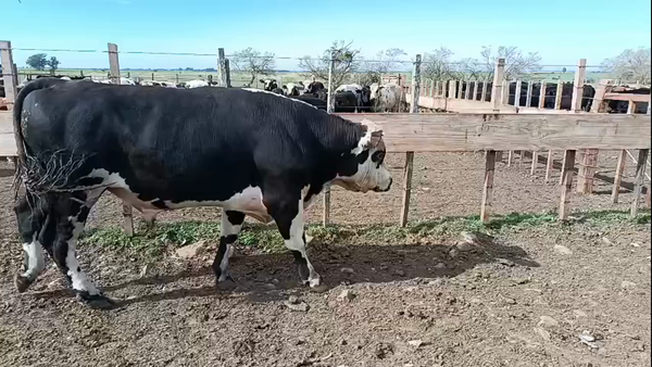 Lote Toros 500kg - , San José