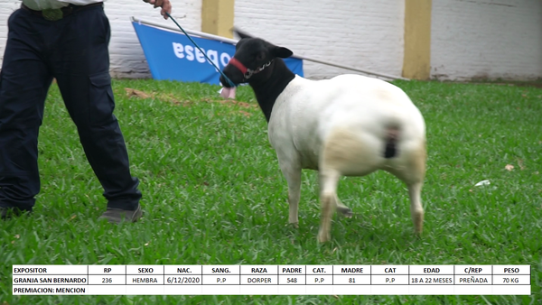 Lote Dorper Expo Internacional 2022 - Lote 2