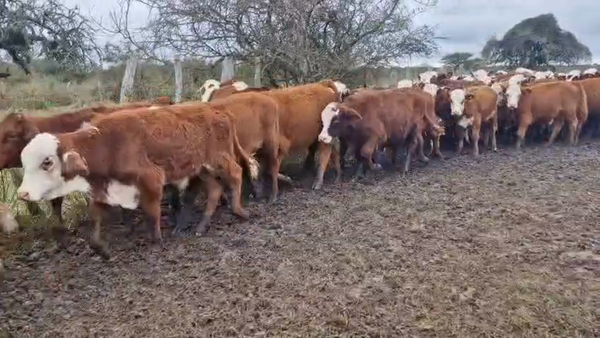 Lote 110 Terneros en Corrientes, Curuzú-Cuatiá