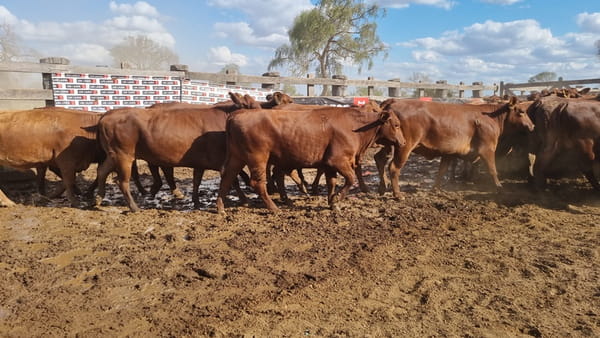 Lote Vaquillas Preñadas CBO 0