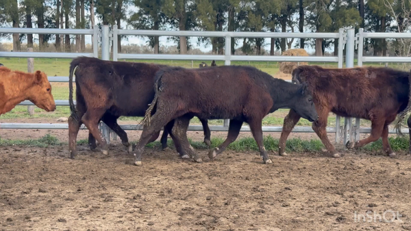 Lote 37 Vaquillonas