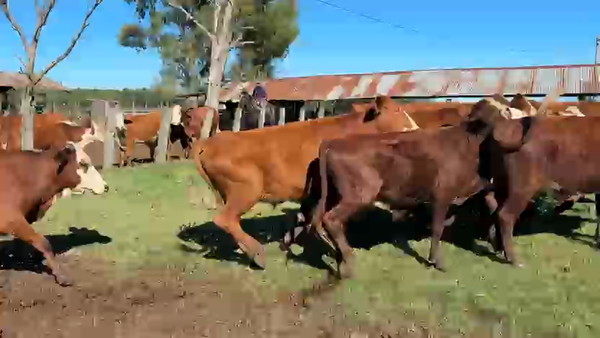 Lote 65 Novillos