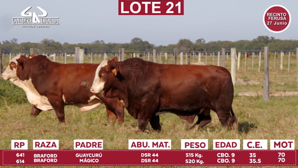 Lote Reproductores de Alborada - Lote 21