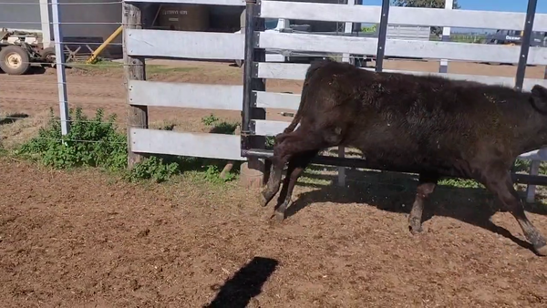 Lote 80 Vaquillonas Brangus negro en Zenón Pereira, Santa Fe
