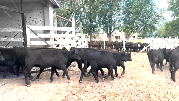 Lote 24 Terneras