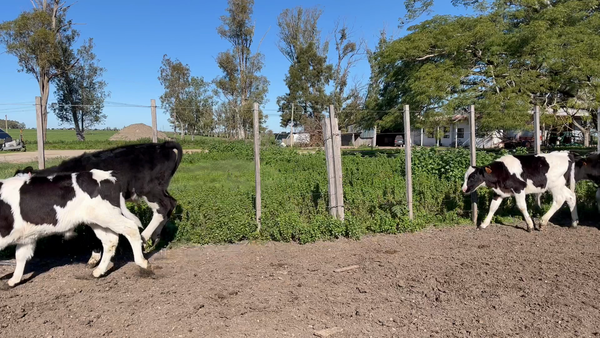 Lote TERNEROS Y TERNERAS