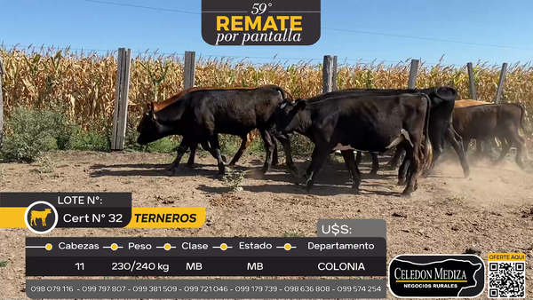 Lote 11 Terneros en La Horqueta, Colonia